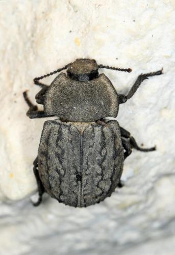 Asida sabulosa